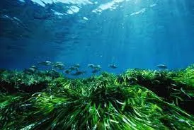 Fondos Marinos Roquetas 2