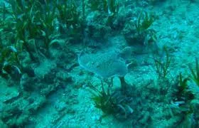 Fondos Marinos Roquetas